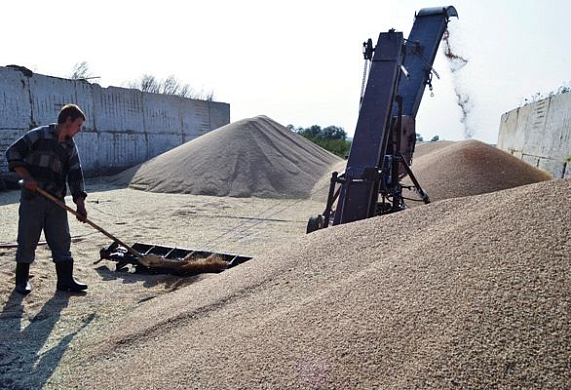 В 2017 году за пределы Пензенской области отправят 550 тыс. тонн зерна