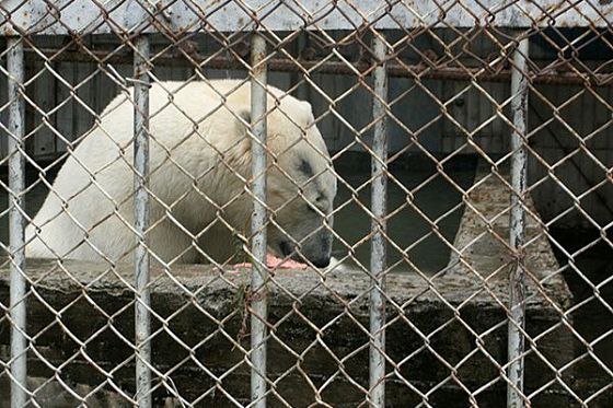 В пензенском зоопарке белый медведь справит новоселье до нового года