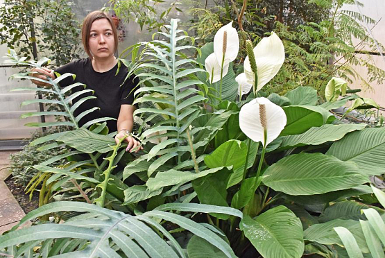 В пензенском ботаническом саду цветут орхидеи, кактусы и шоколадное дерево