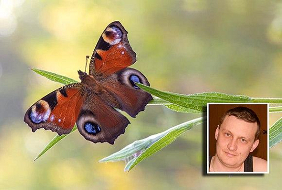 Бабочка крылышками бяк-бяк-бяк-бяк: история пензенского фотоохотника на насекомых