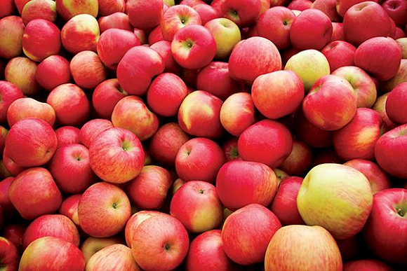 В Пензе уничтожили больше тонны санкционных польских яблок и груш