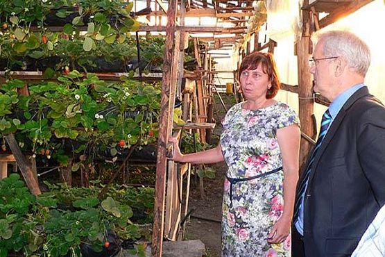 В Сосновоборском районе в ягодном хозяйстве собирают по 2 урожая в год