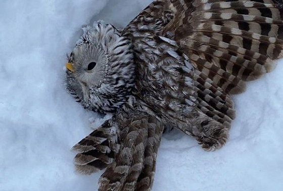 В Пензе нашли сову с больным крылом