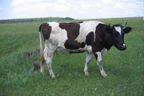 Самая большая семья, приехавшая в Пензенскую область из Украины, мечтает о корове