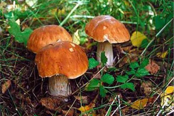 Фото||sn-mng.ru В Бессоновском районе спасатели вывели грибников из леса