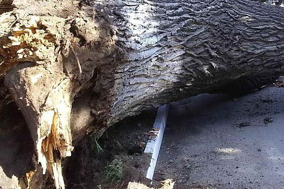 В Пензенской области при выполнении работ дерево упало на бригадира, мужчина погиб