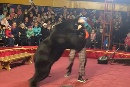 Появилось видео нападения медведя из пензенского шапито на дрессировщика