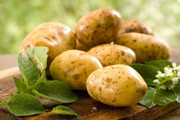 В Пензенской области увеличат площади под картофелем