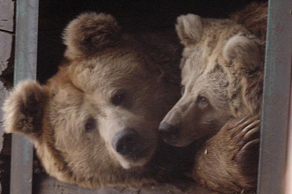 Фото||zoo-penza.ru В Пензенском зоопарке устроят «День сладкоежек»