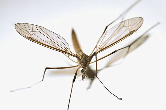 В Пензе управляющую компанию оштрафовали за комаров в подвале дома