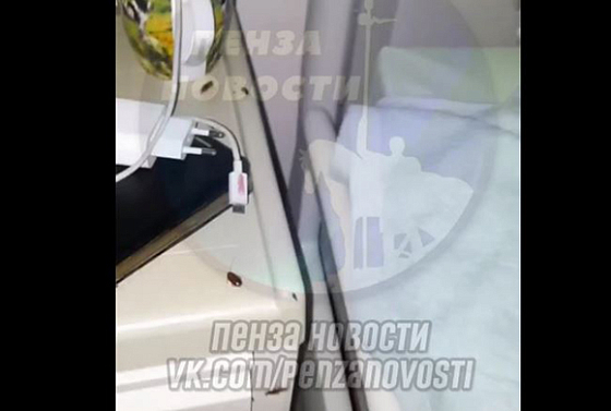 Пациентка пензенской больницы опубликовала видео с тараканьей «мафией»