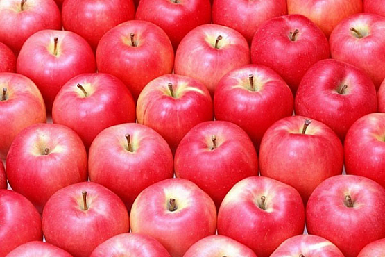 В Спасском районе соберут рекордный урожай яблок