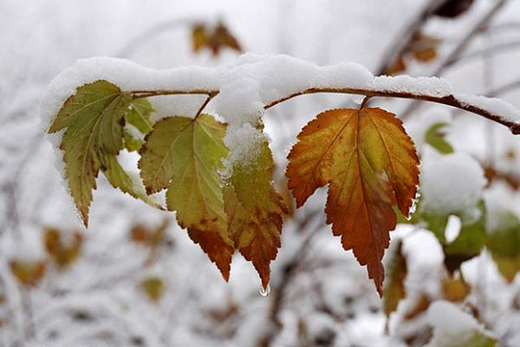 В Пензе синоптики прогнозируют череду снегопадов с 8 октября