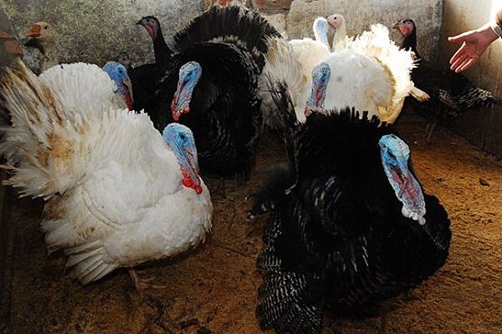 Пензенская область обеспечила прирост производства мяса птицы