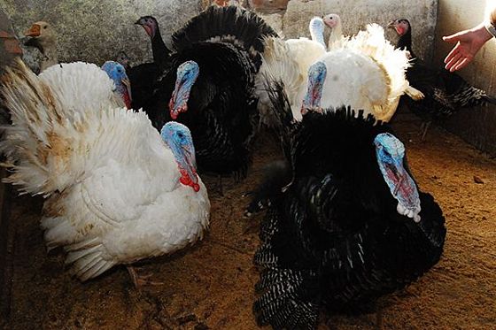 Пензенская область обеспечила прирост производства мяса птицы