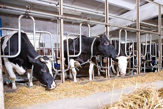 Пензенскую область отметили за прирост молочной продуктивности