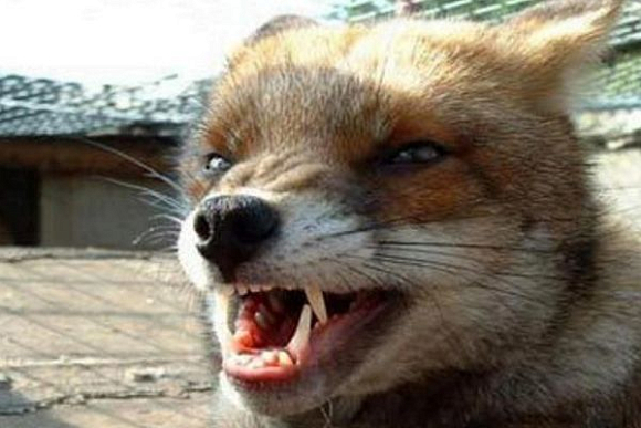 В Пензенской области бешеные лисицы атакуют населенные пункты