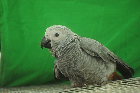 Пензенский зоопарк продает «некондиционных» попугаев по 40 тыс. рублей