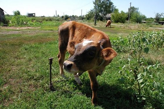 Пензенская область лидирует в ПФО по развитию животноводства