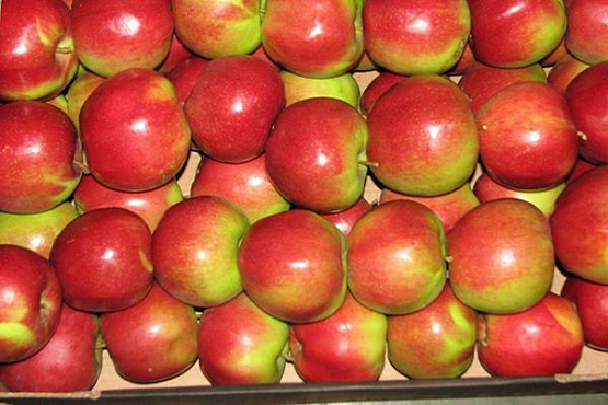 В Пензе изъяли 300 кг санкционных польских яблок