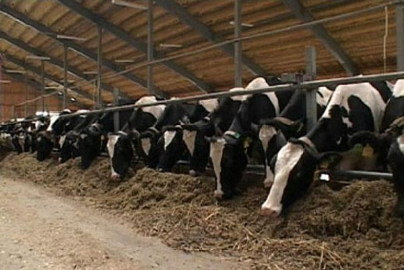 Фото||region-tver.ru Пензенцы возьмут на вооружение опыт Беларуси по строительству ферм