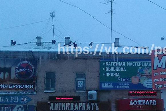 Фото||vk.com/penza_live, Даниил Карякин В Сети появилось фото живущих на пензенской крыше собак
