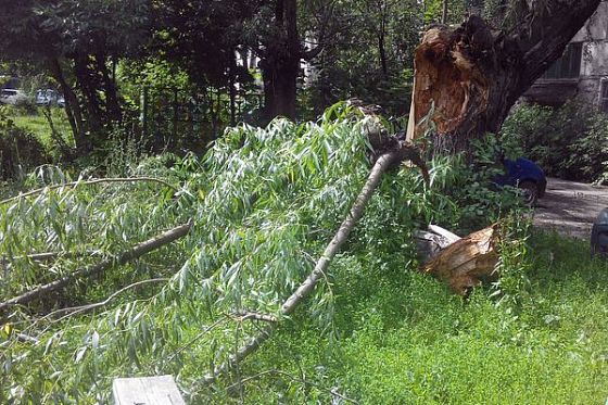 В Арбеково сломанное ураганом дерево едва не придавило несколько машин