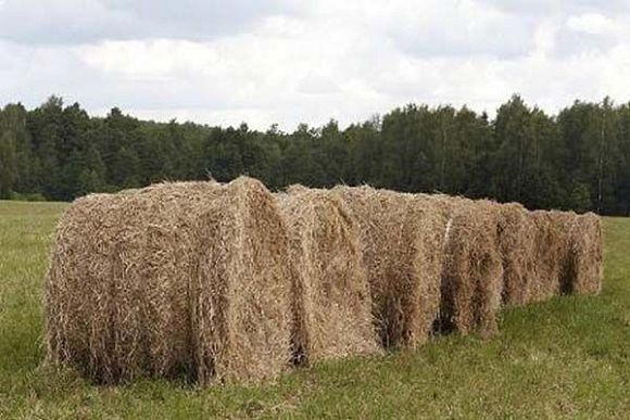 Аграрии Пензенской области заготовили сена на 16% больше плана