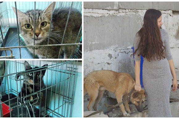 В Пензе 80 бездомных кошек и собак срочно ищут хозяев