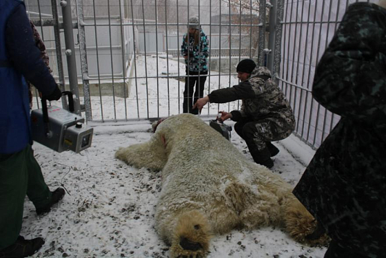 Белый медведь в Пензенском зоопарке прошел медосмотр