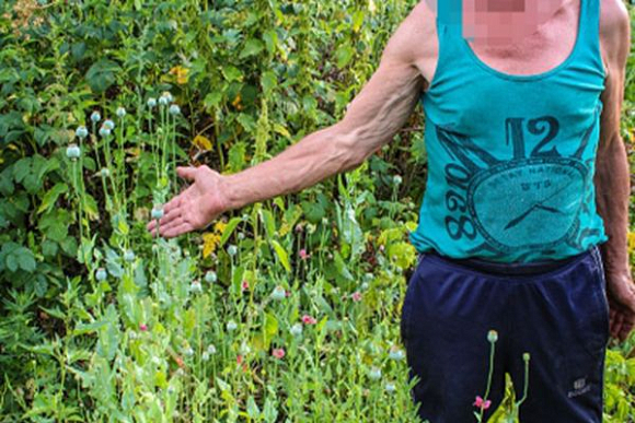 В Шемышейском районе 66-летний пенсионер вырастил 350 кустов мака