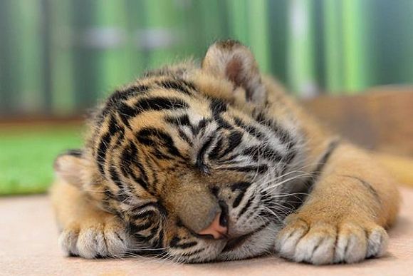 В пензенском зоопарке тигры Констанция и Самур стали родителями