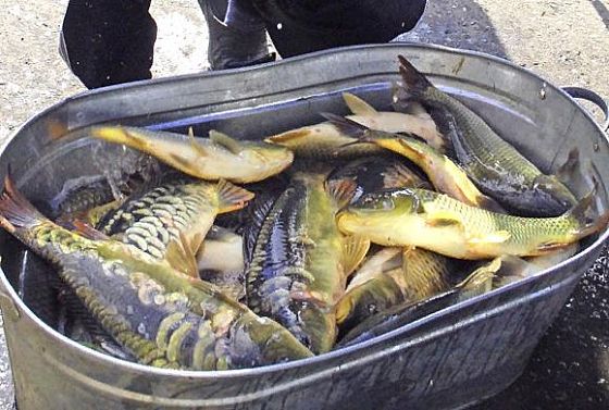 В Пензенской области рыбак попал под статью о незаконной ловле