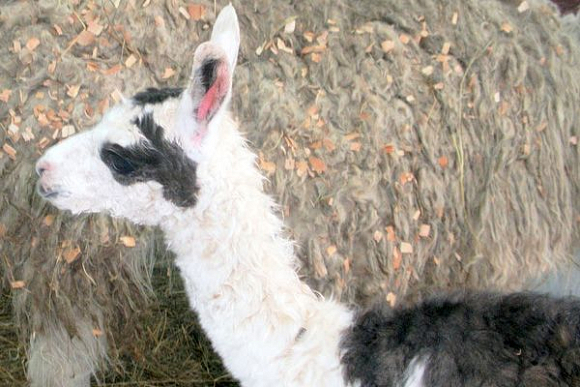 Фото||zoo-penza.ru В пензенском зоопарке родился детеныш ламы с необычной двухцветной окраской