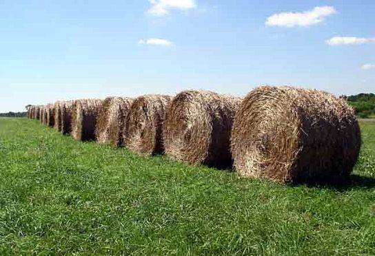 В Шемышейском районе украли две тонны сена