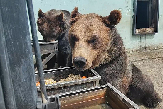 Пензенский зоопарк показал кормление медведей кашей