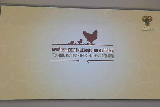 Пензенская область находится в лидерах по производству мяса птицы 