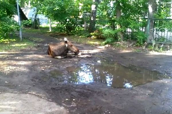 Фото||youtube.com/Андрей ELLEKTRO В Заречном лось спасается от жары у лужи