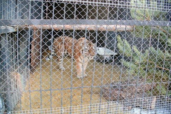 В пензенский зоопарк привезли тигра из Челябинска