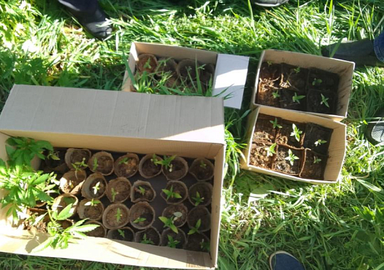 Пензенец на садовом участке выращивал полсотни кустов конопли