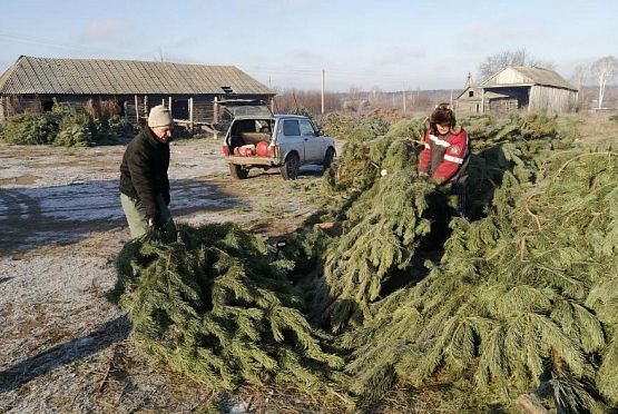 В Пензенской области тысячи сосен подготовили для новогодней продажи