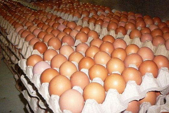 В Пензенской области КФХ планирует производить до 15 млн яиц в год
