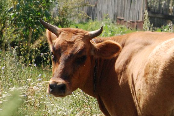 В Пензенской области сократилось поголовье крупного рогатого скота