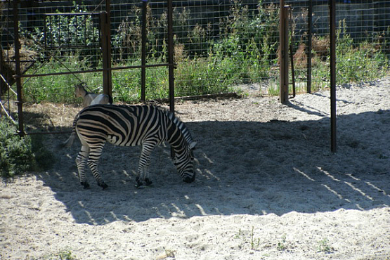 В пензенском зоопарке идет эксперимент по межвидовому содержанию животных