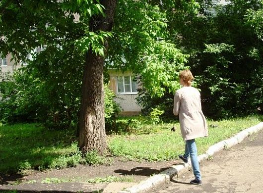 Фото||penza-gorod.ru В Пензе нашли 29 аварийных деревьев