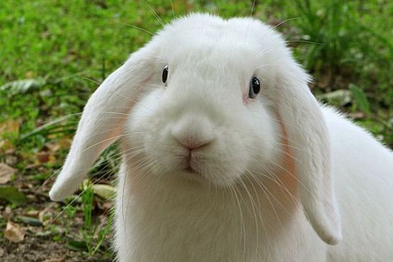 Пенза будет перенимать опыт Костромы по выращиванию кроликов