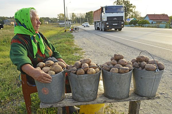 В Пензенской области производят в 4 раза больше картофеля, чем нужно жителям