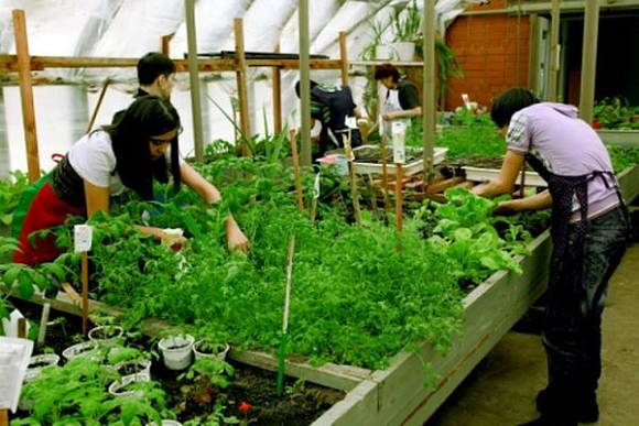 Фото||15.1class.ru Пензенский предприниматель предложил модернизировать школьные теплицы