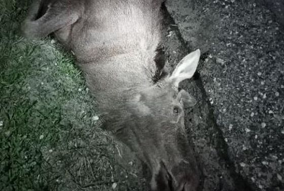 В Пензенском районе фура насмерть сбила самку лося