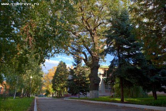 Пензенский дуб могут признать главным деревом в России